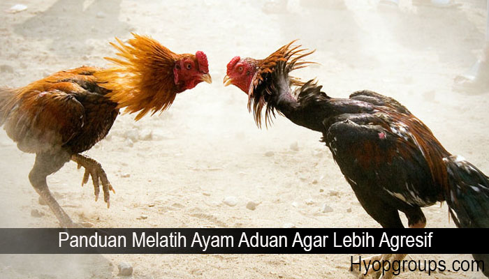 Panduan Melatih Ayam Aduan Agar Lebih Agresif
